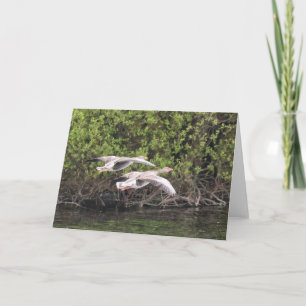 Grey geese bird  card