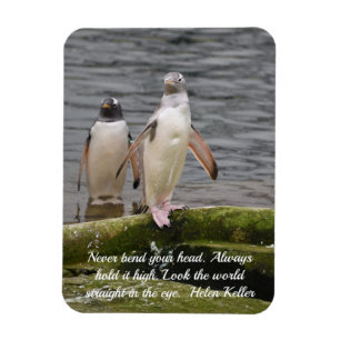 Grey Gentoo Penguin Edinburgh Zoo Scotland Magnet