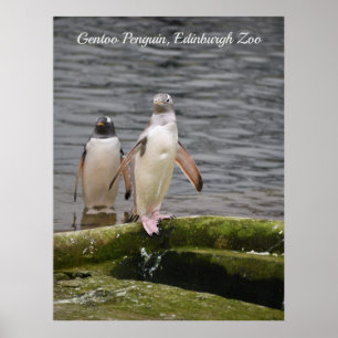Grey Gentoo Penguin Edinburgh Zoo Scotland Poster