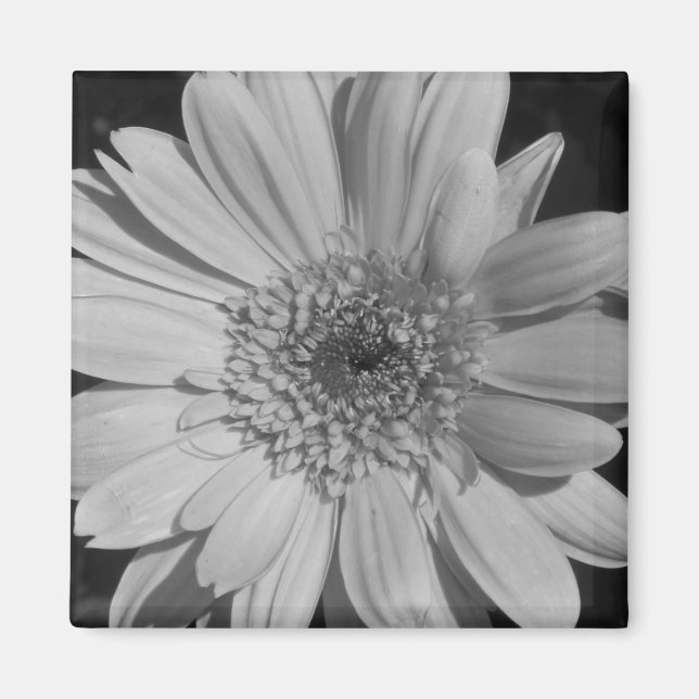 Grey Gerbera Magnet (Front)
