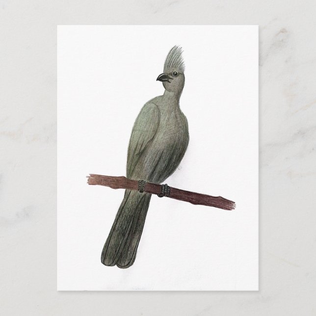 Grey-go-away bird pencil drawing postcard (Front)