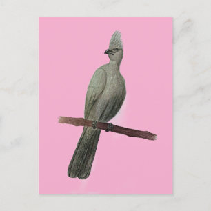 Grey-go-away bird pencil drawing postcard