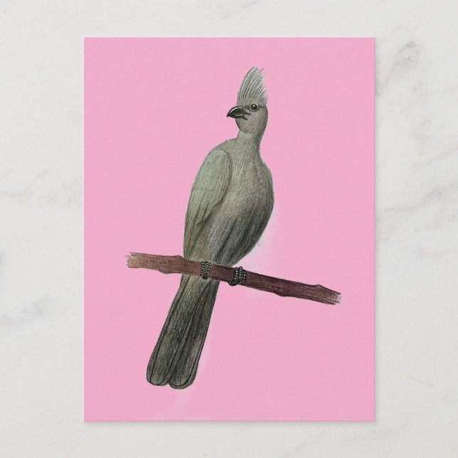 Grey-go-away bird pencil drawing postcard (Front)