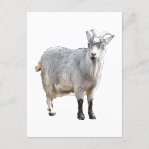 Grey Goat Farm Animal, Cute Nature Photography Postcard