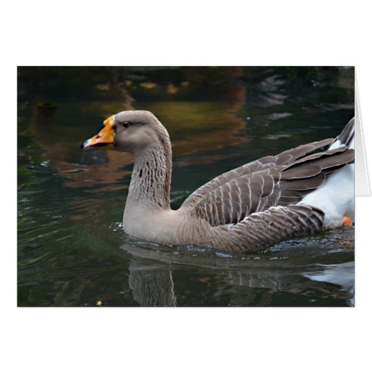 grey goose swimming across bird picture card