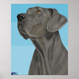 Grey Great Dane Looking Up on Blue Background Poster