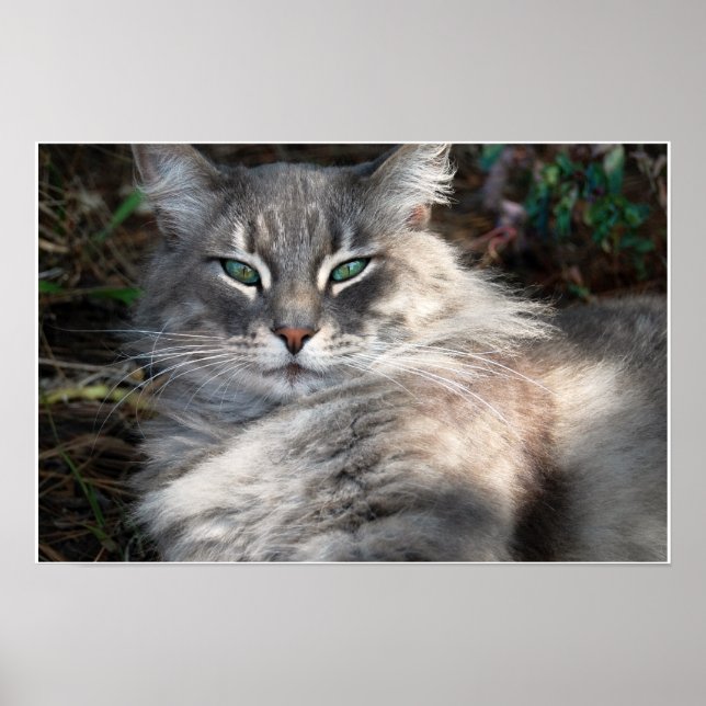 Grey Green-Eyed Maine Coon Cat Poster (Front)