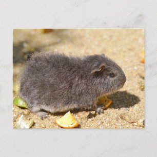 Grey Guinea pig Postcard