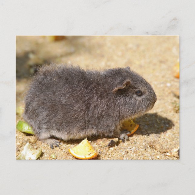 Grey Guinea pig Postcard (Front)