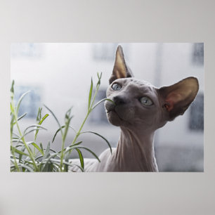 Grey Hairless Sphynx Cat Sniffing Plant Curiously Poster
