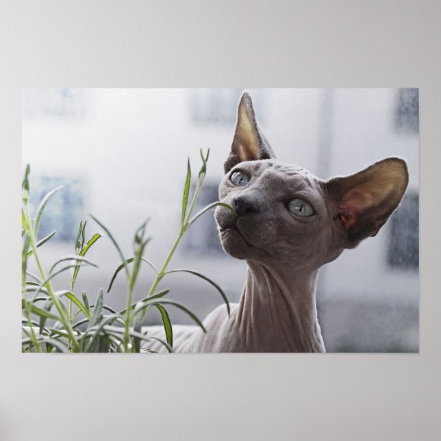 Grey Hairless Sphynx Cat Sniffing Plant Poster (Front)