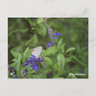 Grey Hairstreak Butterfly Postcard