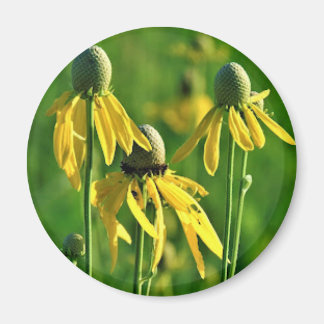 Grey-headed Coneflower Magnet