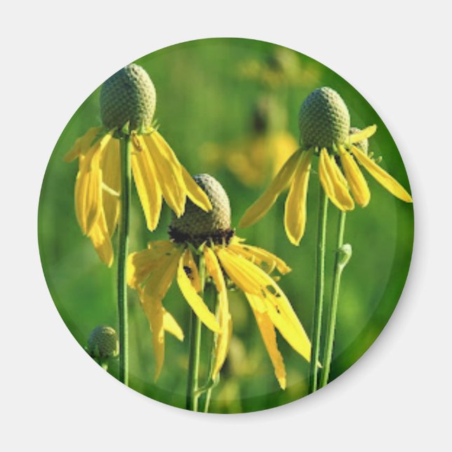 Grey-headed Coneflower Magnet (Front)
