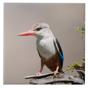 Grey-Headed Kingfisher Ceramic Tile