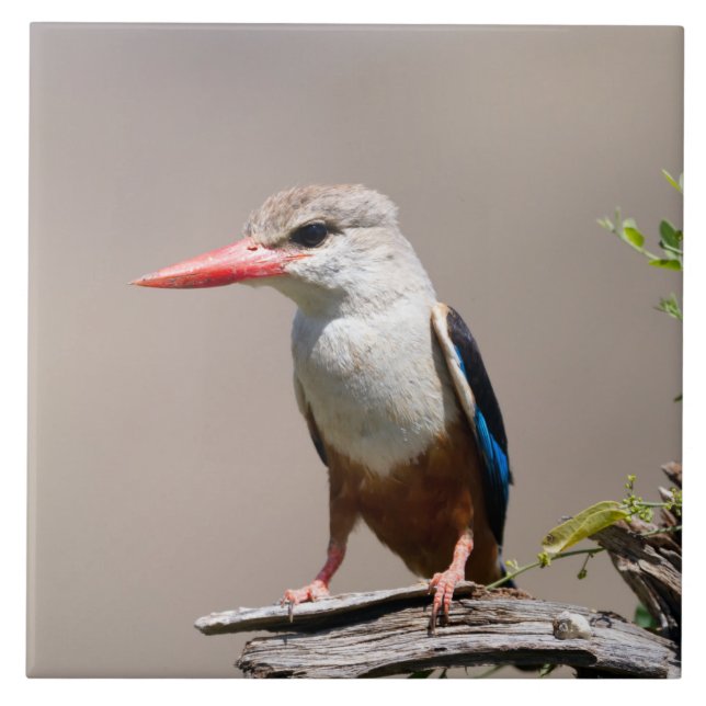 Grey-Headed Kingfisher Ceramic Tile (Front)