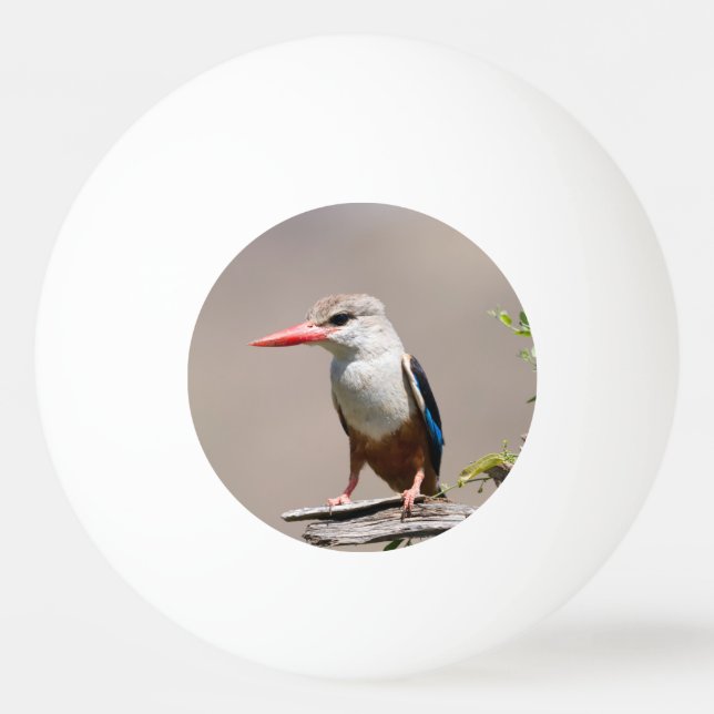 Grey-Headed Kingfisher Ping Pong Ball (Back)