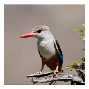 Grey-Headed Kingfisher Poster