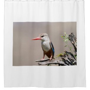 Grey-Headed Kingfisher Shower Curtain