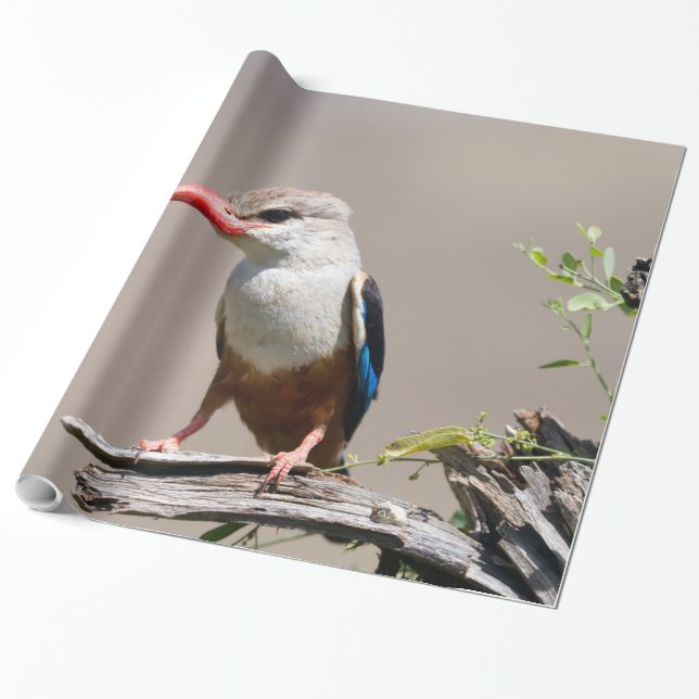 Grey-Headed Kingfisher Wrapping Paper (Unrolled)