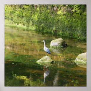 Grey Heron at a River in Warkworth Northumberland Poster