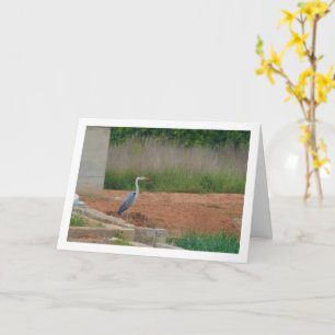 Grey Heron Bird Card
