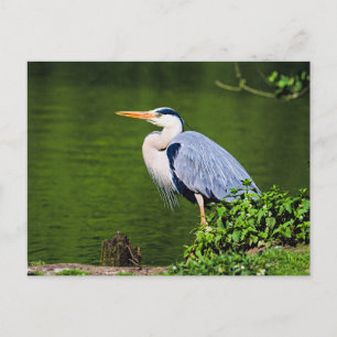 Grey Heron Bird Postcard