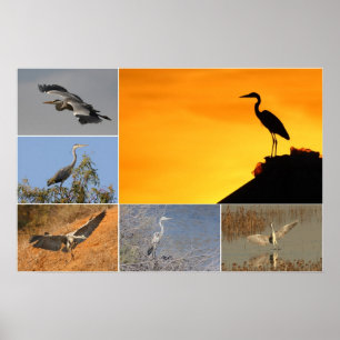 Grey Heron Collage Poster
