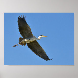 Grey heron in flight poster