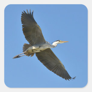 Grey heron in flight square sticker