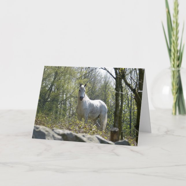 Grey horse Birthday card (Front)