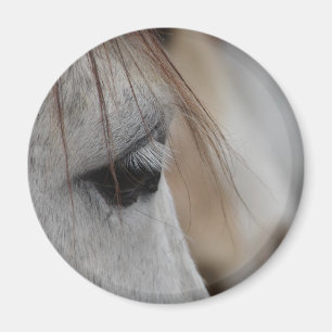 Grey Horse Eye Magnet