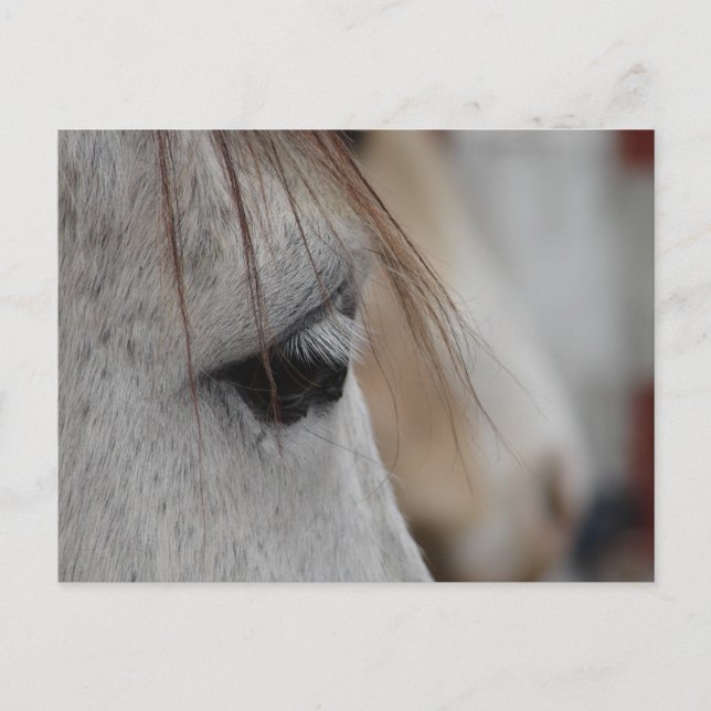 Grey Horse Eye Postcard (Front)
