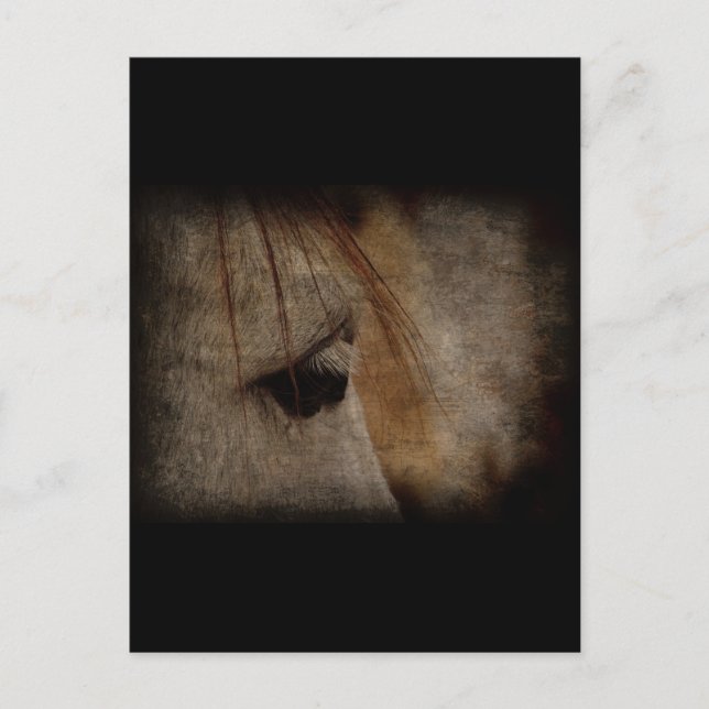 Grey Horse Face Grunge Postcard (Front)