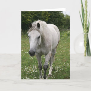 Grey Horse  Greeting Card