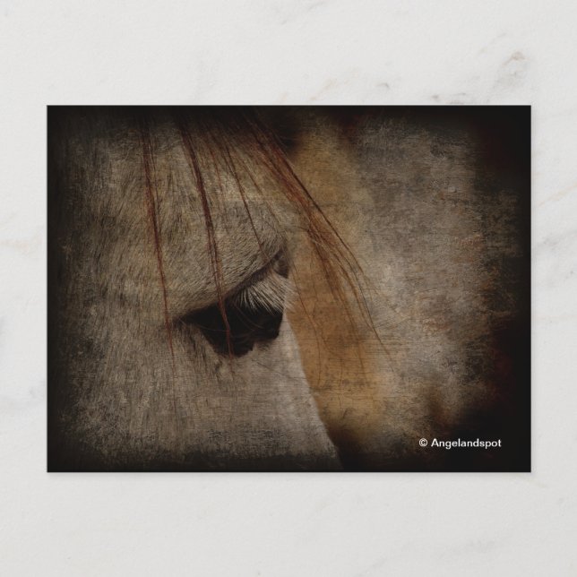 Grey Horse Grunge Postcard (Front)