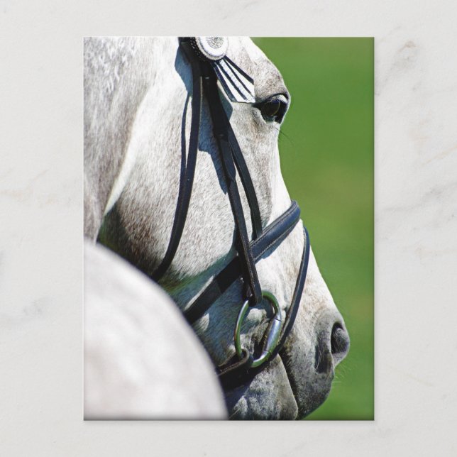 Grey Horse Post Card (Front)