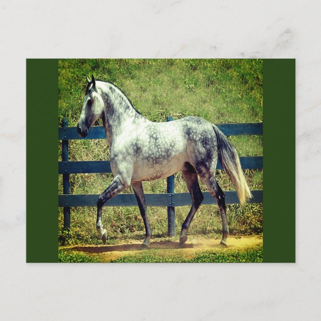 Grey Horse Postcard (Front)