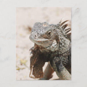 Grey Iguana Postcard