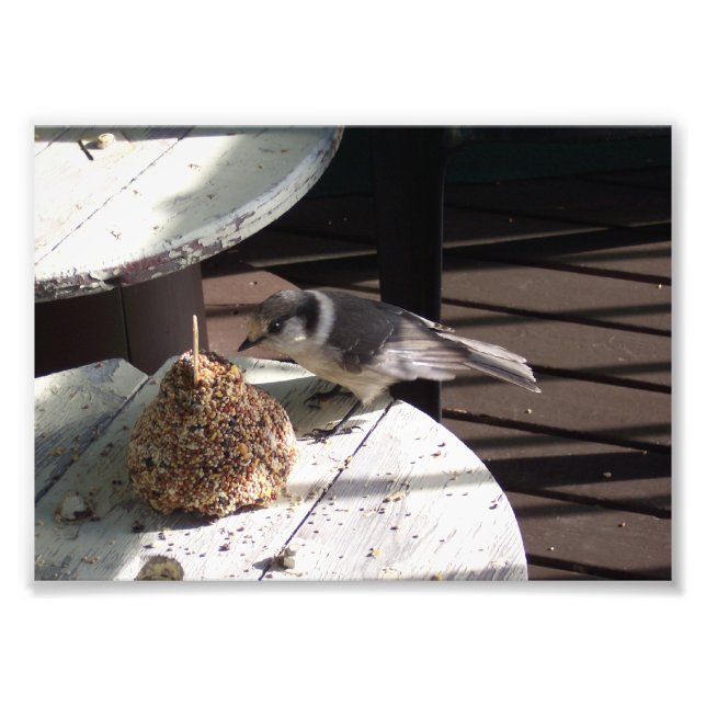Grey Jay and Bell Photo Print (Front)