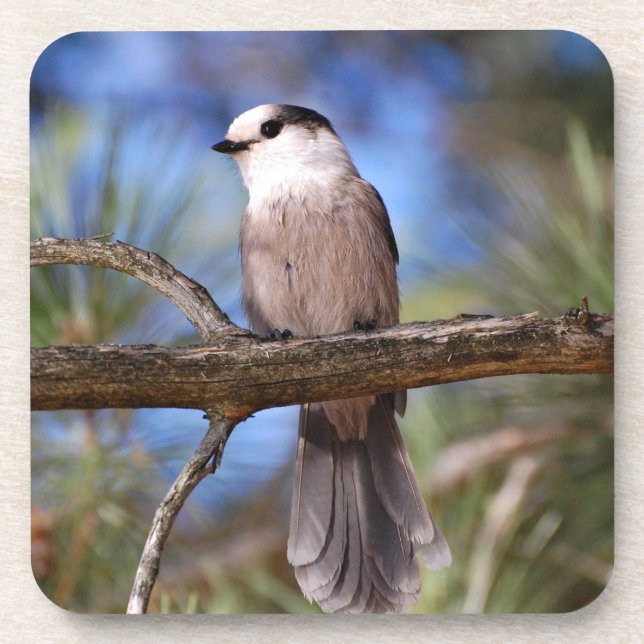 Grey Jay On A Branch Coaster (Front)