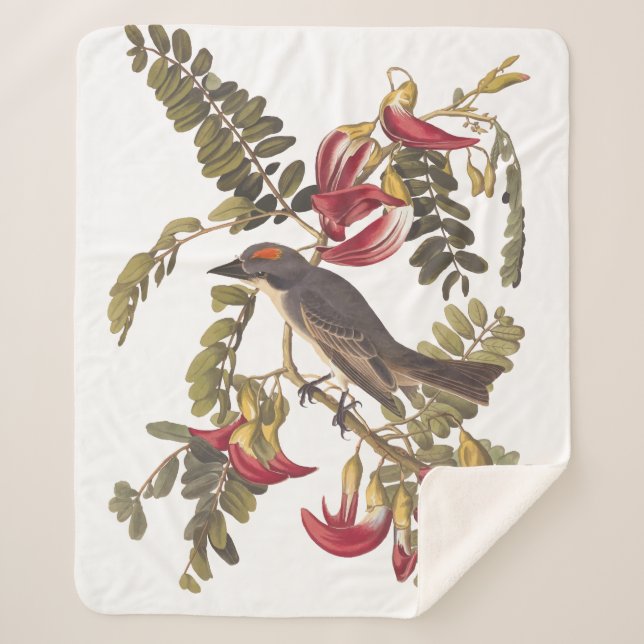 Grey Kingbird Audubon Bird on Flowering Tree Sherpa Blanket (Front)