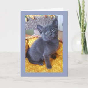 Grey Kitten Birthday or All Occasion Card