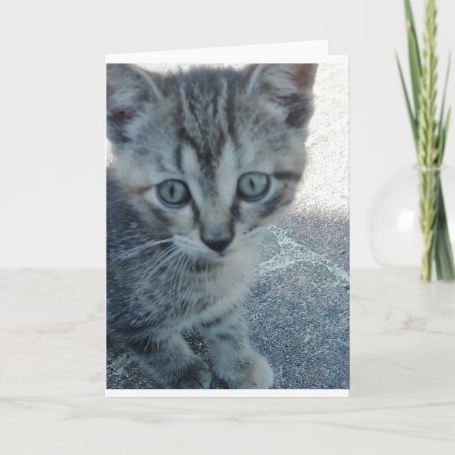 Grey kitten. card (Front)