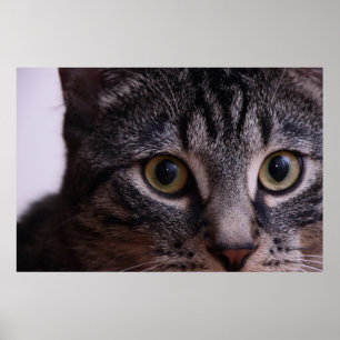 Grey Kitten Face 2 Poster