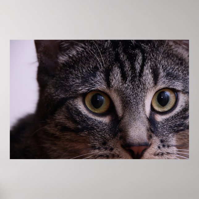 Grey Kitten Face 2 Poster (Front)