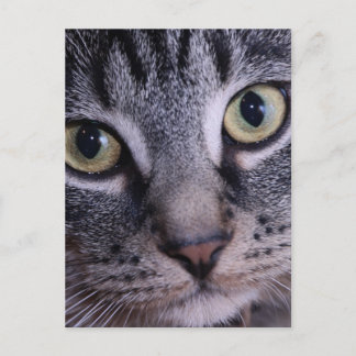Grey Kitten Face Postcard