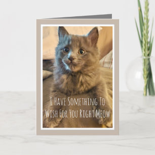 Grey Kitten Funny Birthday Card From the Cat