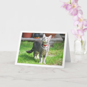 Grey Kitten in Garden Portrait Card