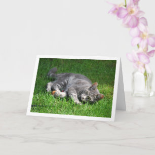 Grey Kitten Laying on Lawn Card
